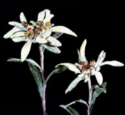 Edelweiss